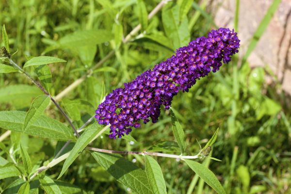 Butterfly Bush Pruning in Lynchburg