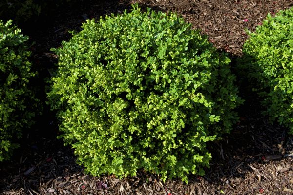 Cost of Boxwood Removal in Lynchburg