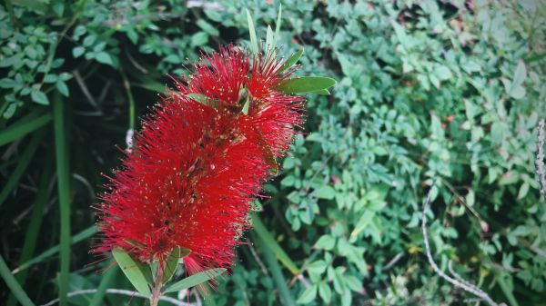Cost of Bottlebrush Pruning in Lynchburg