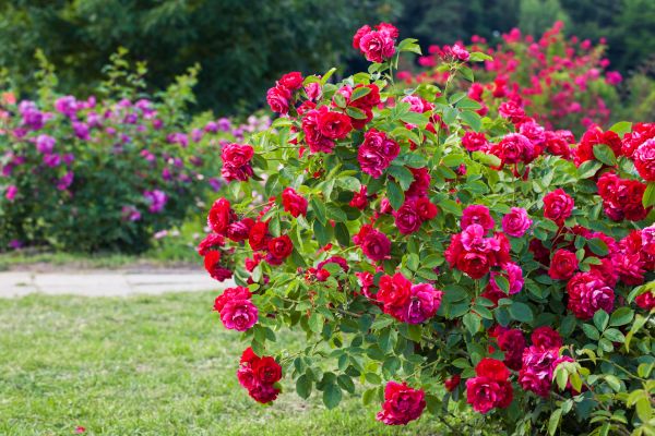 Shrub Trimming in Lynchburg