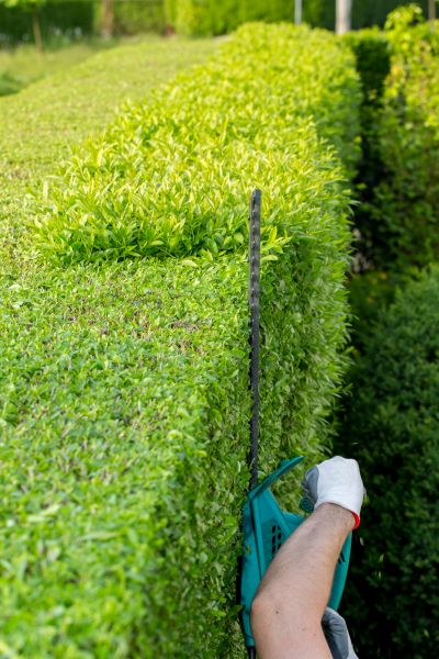 Hedge Trimming in Lynchburg