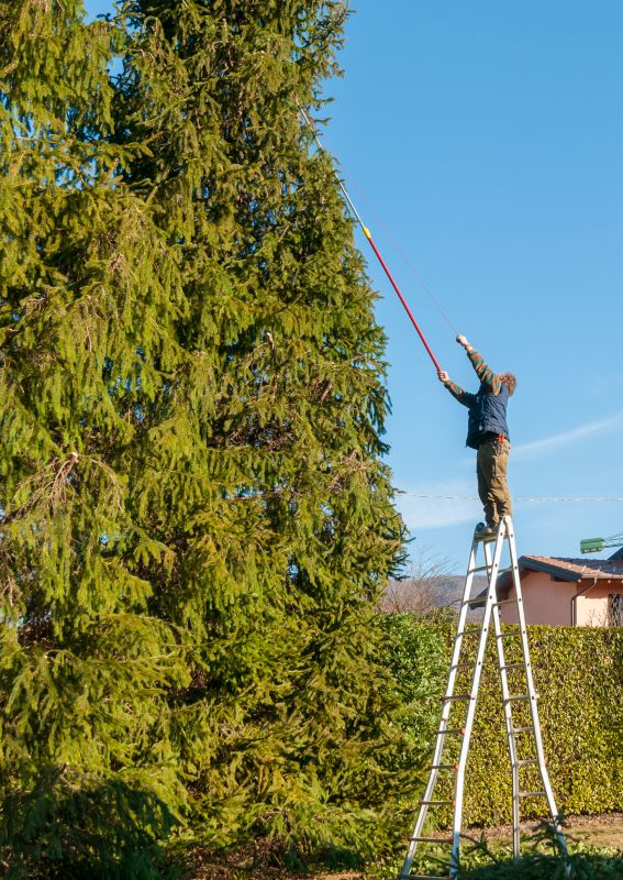 Holly Tree Trimming