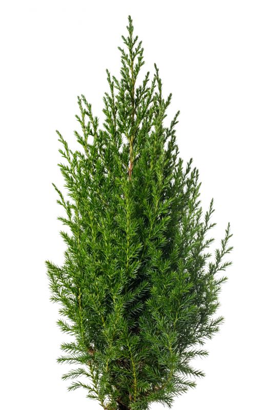 Juniper Bush Trimming